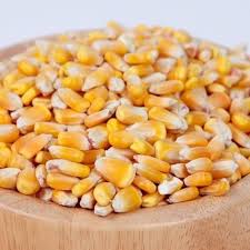 Sweet Corn Seed